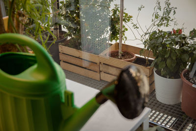 Close-up of potted plant on table at home