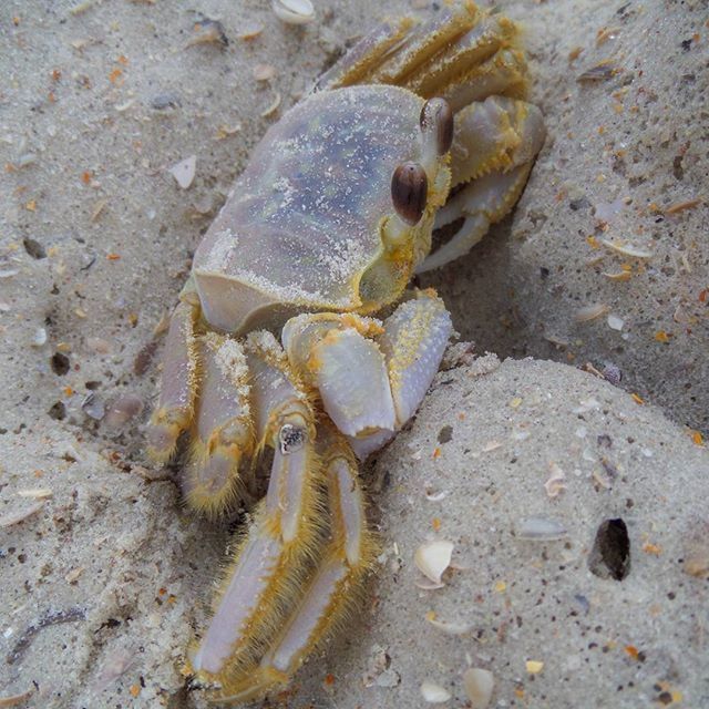 high angle view, animal themes, beach, close-up, sand, nature, seashell, crab, animal shell, animals in the wild, sea life, wildlife, shell, dead animal, stone - object, day, pebble, one animal, outdoors, no people