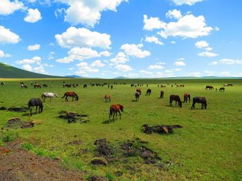 Horses grazing on grassy field