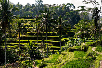 View of palm trees in farm