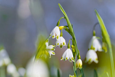 Close-up of white flowering plant