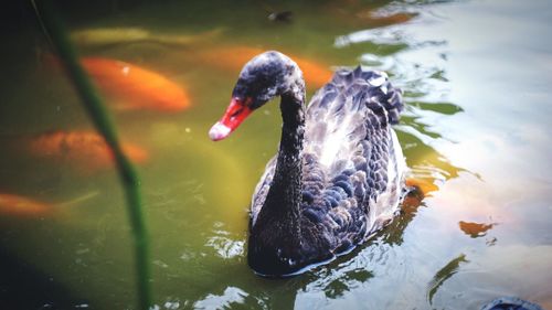 Close-up of swan swimming in lake