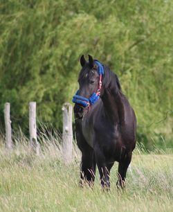 Black dog on field