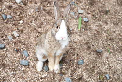 Portrait of rabbit on field