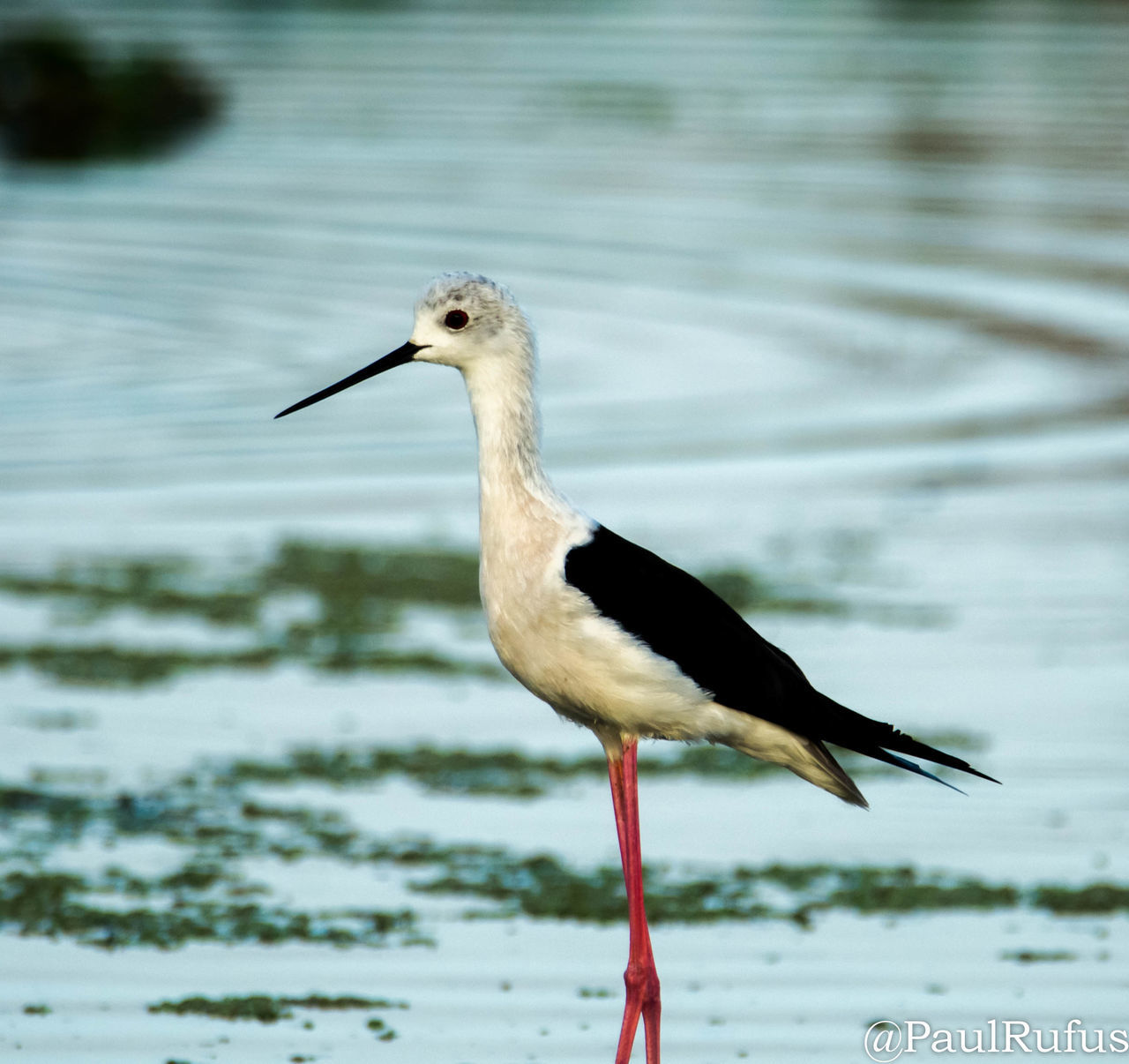 CLOSE-UP OF HERON ON LAKE