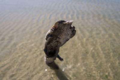 High angle view of dog on beach