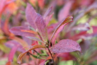 Close-up of pink flowering plant leaves