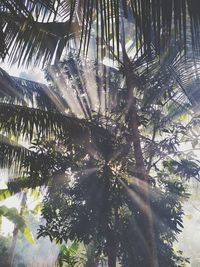 Low angle view of sunlight streaming through palm tree