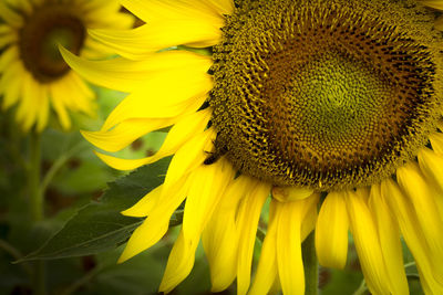 Close-up of yellow flowering plant