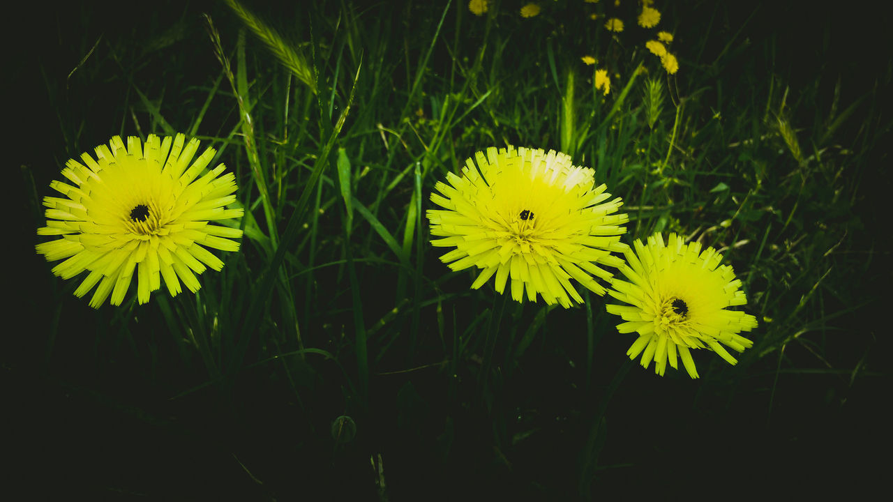 flower, flowering plant, plant, yellow, freshness, fragility, vulnerability, growth, beauty in nature, petal, flower head, inflorescence, close-up, nature, field, land, green color, no people, botany, outdoors, springtime, pollen