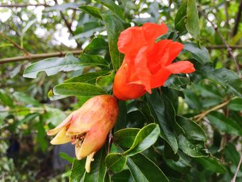 Close-up of red flower blooming on plant