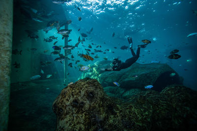 Fish swimming in sea