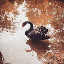 Bird flying over lake