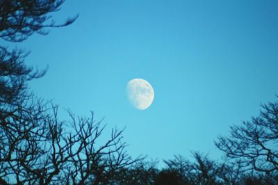 Low angle view of trees against blue sky