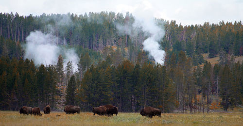 Flock of sheep grazing in a forest