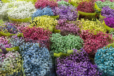 Full frame shot of multi colored flowering plants