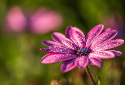 Close-up of flower blooming outdoors