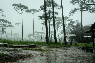 Trees in forest during rainy season