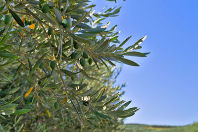 Low angle view of plant against clear blue sky