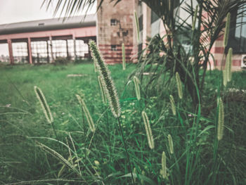 Close-up of plants growing on field