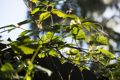 Low angle view of green leaves on tree