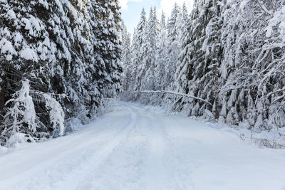 Snow covered trees in forest