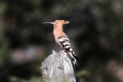 Close-up of bird perching on wood