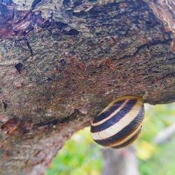 Close-up of snail