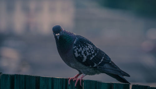 Close-up of bird perching on wood