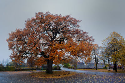 Road in autumn