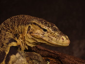 Close-up of a lizard