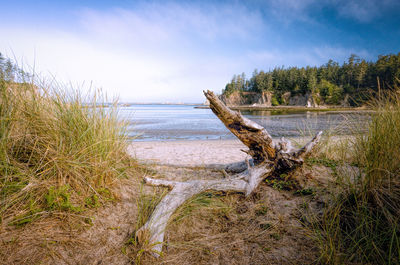 Driftwood on beach at cape arago state park against cloudy sky