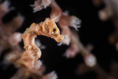 Close-up of lizard in aquarium