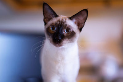 Beautiful siamese cat close-up portrait