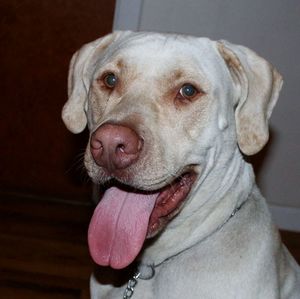 Close-up portrait of dog at home