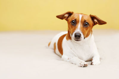 Cute jack russell dog lying on bed and looking in camera.
