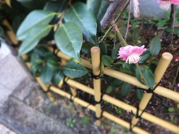 Close-up of flowers against blurred background