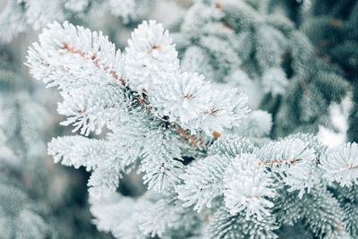 Close-up of frozen pine tree during winter