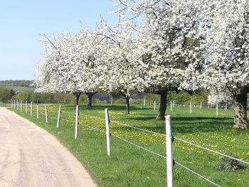 View of cherry blossom trees on field