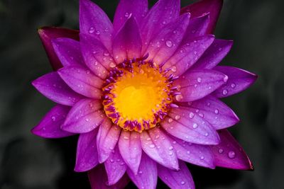 Close-up of wet purple flower