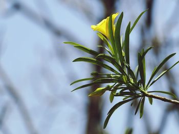 Close-up of plant