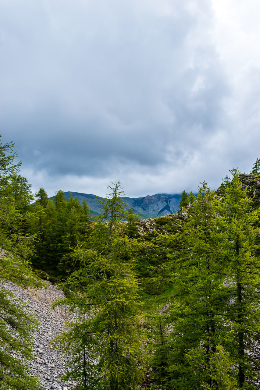 tree, plant, nature, sky, cloud, forest, beauty in nature, mountain, environment, scenics - nature, land, coniferous tree, green, leaf, pinaceae, wilderness, landscape, pine tree, no people, non-urban scene, pine woodland, natural environment, tranquility, travel destinations, meadow, travel, autumn, outdoors, tourism, tranquil scene, growth, day, mountain range, overcast, low angle view, woodland, ridge