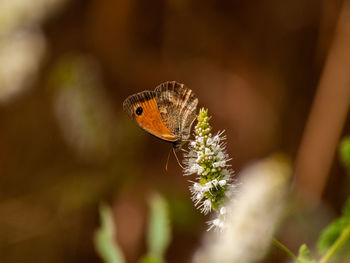 Close-up of butterfly pollinating on flower