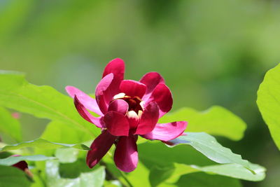 Close-up of red rose flower