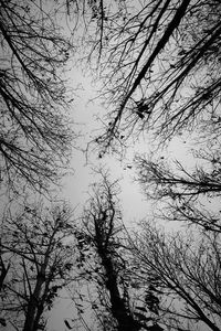 Low angle view of bare trees against sky