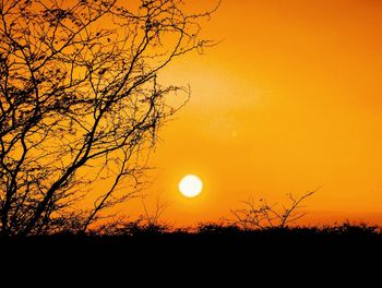 Silhouette of trees at sunset