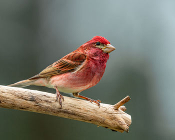 Close-up of bird perching on wood