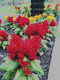 Red flowers blooming in park