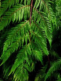 High angle view of fern leaves