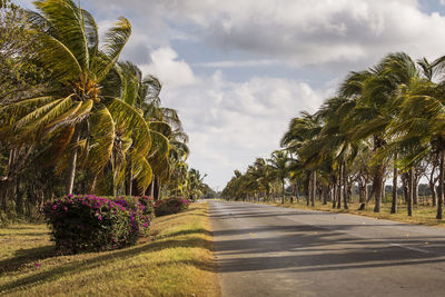 Palm trees by road against sky